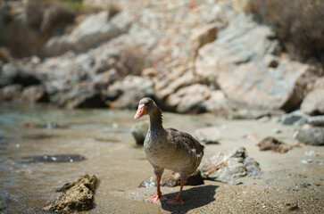 wild goose on syros beach in greece