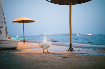  If you are visiting the island of Syros, which lies in the Aegean Sea, be sure to look for the geese that you can see along the coast of Ermoupolis © Damian