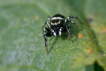 Jumping spider (Heliophanus apiatus) on a leaf