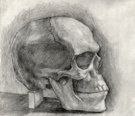Skull pencil drawing