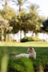 Cute white cat enjoying her lazy summer day chilling in the shadow, on the juicy grass