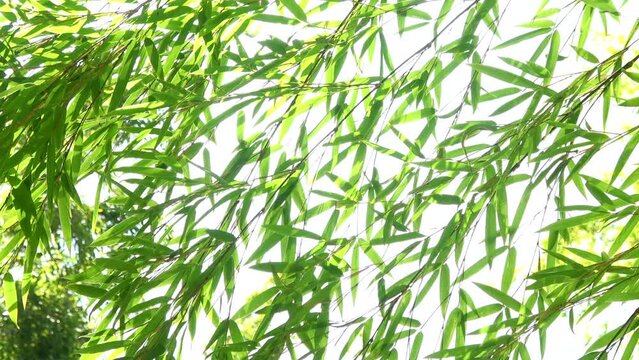 風に揺れる笹の葉の新緑  4K クローズアップ 