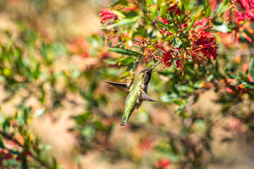 Hummingbird drinks nectar from Grevillea flower. Wildlife photography.