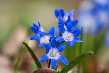 Common star hyacinth are early bloomers that herald spring. bloom at Easter time.