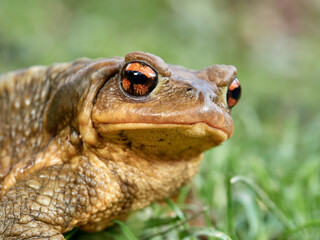 Big common toad on a grass. Bufo spinosus. 