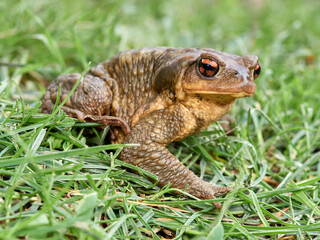 Big common toad on a grass. Bufo spinosus. 