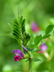 Close up narrowleaf vetch flowers