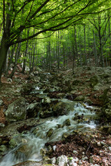 A beautiful river flowing through a forest in spring landscape. Amazing places around the world in the heart of the mountains.