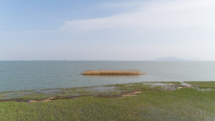 Fototapeta na wymiar reed at lake tai under blue sky in spring