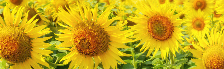 Sunflower buds close up. Sunflower field. Banner