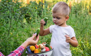 Child in the garden with vegetables in his hands. Selective focus.