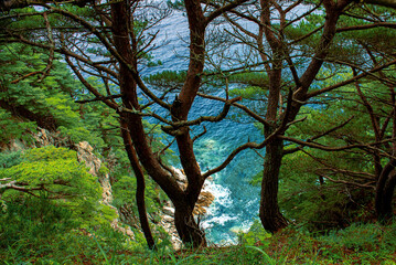 beautiful view of the sea, rocks and hanging trees, beautiful sky. beautiful view of nature.