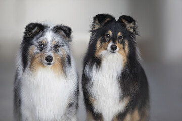 portrait of two shelties