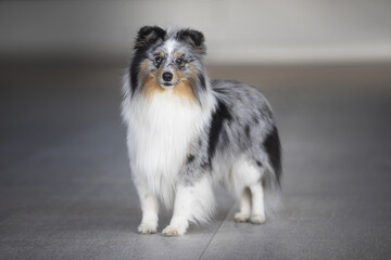 blue merle sheltie portrait