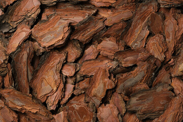 Wooden texture background. Tree bark texture top view. Shredded pine tree bark