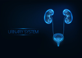 Futuristic human urinary system concept with glowing low polygonal kidneys and bladder on dark blue - obrazy, fototapety, plakaty