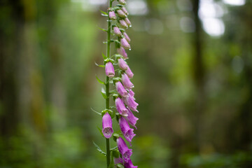 flowers in the forest