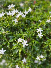 White tiny flower with green bush