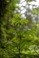 green leaves in the forest