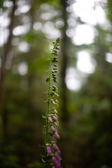 fern in the forest