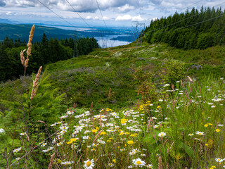 meadow with flowers and powerlines