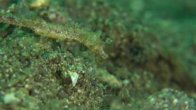 PIpehorse close up on volcanic reef