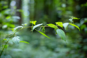Fototapeta na wymiar green leaves in spring