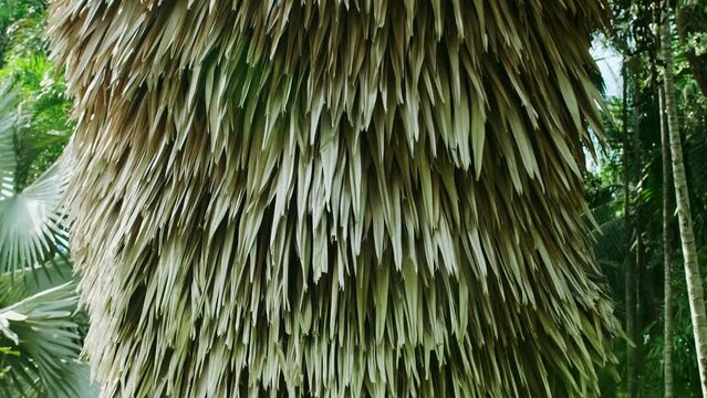 Tropical palm leaf swaying in the wind with daylight, Summer background, slow motion.