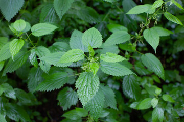 Fototapeta na wymiar mint leaves in the garden