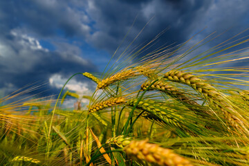 agricultural field with green wheat sprouts, dramatic spring landscape on cloudy day, overcast sky as background