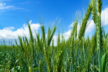agricultural field with young green wheat sprouts, bright spring landscape on a sunny day, blue sky as background