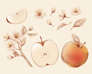 Vintage apple sketching elements