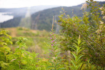 grass and mountains