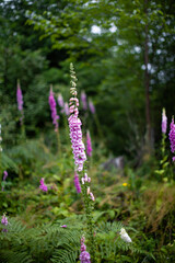flowers in the garden