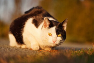 Portrait of a beautiful black and white cat  in the evening lůight.