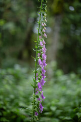 flowers in the garden