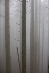 fog in the forest