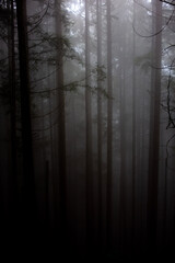 fog in the forest