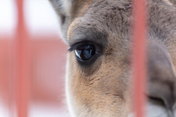 Lama's eye behind the fence in the zoo.