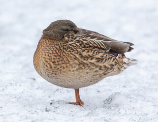 Portrait of a duck in the snow