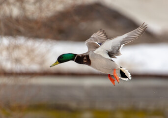 Duck in flight in nature in winter.