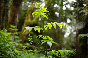 fern in the forest