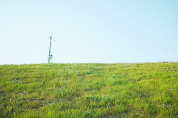 Fototapeta na wymiar 草と空と電柱