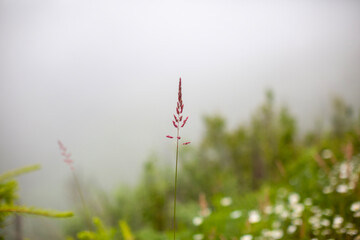 grass in the morning