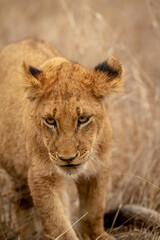 Close up of a Lion's cub head.