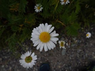 daisy in the garden
