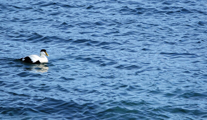 Eider Duck in wintertime in Ithe Westfjorden of Iceland