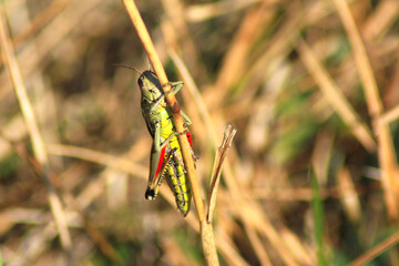 Grasshopper