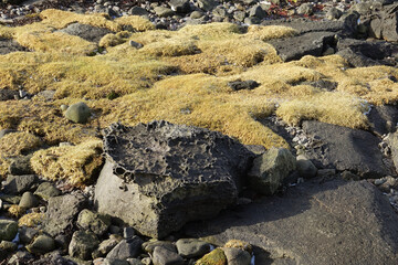 Moss on the stones of Iceland in the Westfjorden