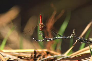 Meadowhawk